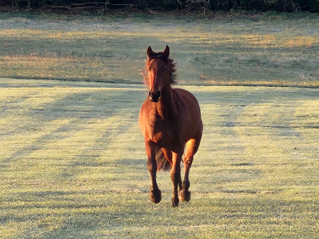 Thoroughbred & Sporthorse Farms in Scott County