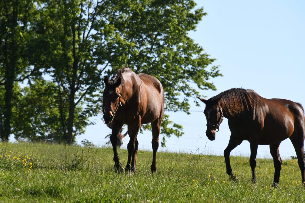 Old Friends Thoroughbred Retirement Farm in Georgetown KY